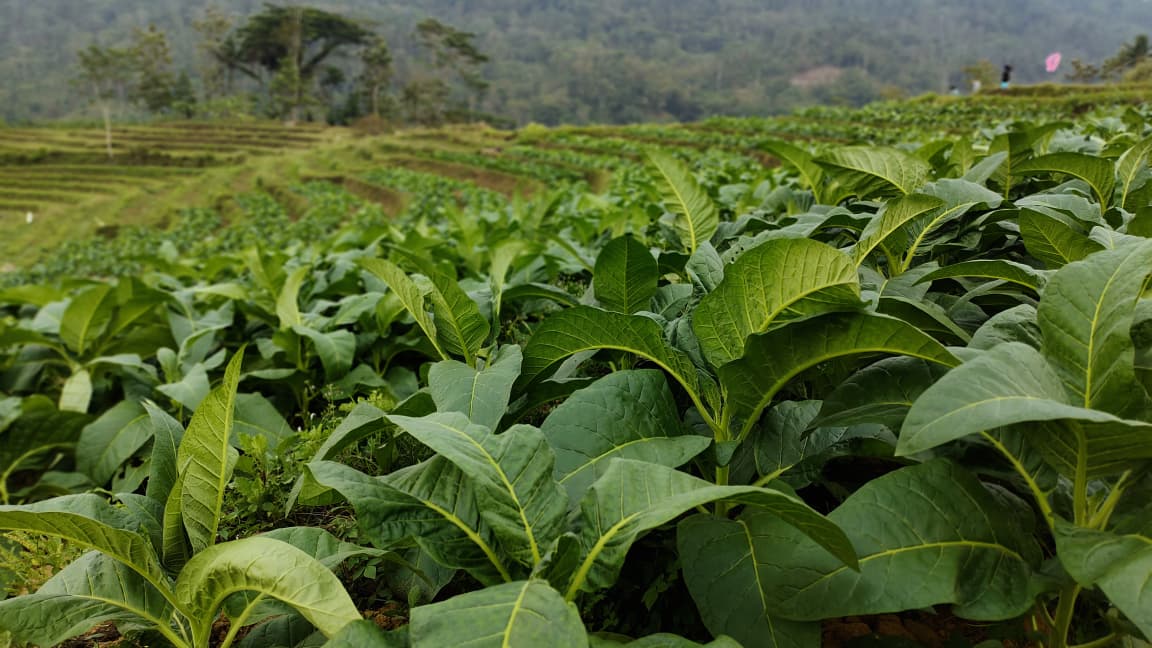 Gambar Sawah